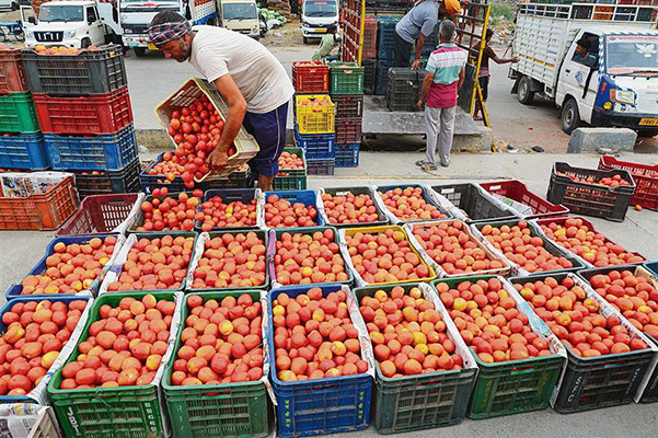 tomato8