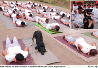 International Yoga Day 2025: NDRF द्वारा प्रशिक्षित डॉग उधमपुर में योग सत्र में शामिल हुआ, देखें वीडियो